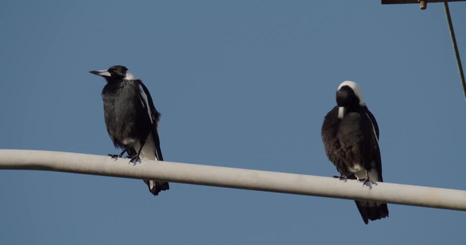 Two black and white birds sitting on a gray pole ruffling their feathers with their beaks