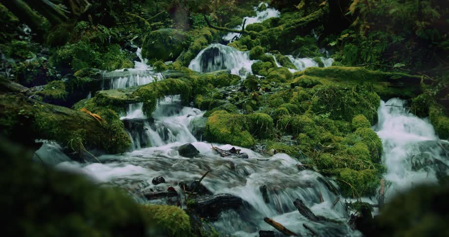 Water flowing down rocks in a moss covered area in the rainforest