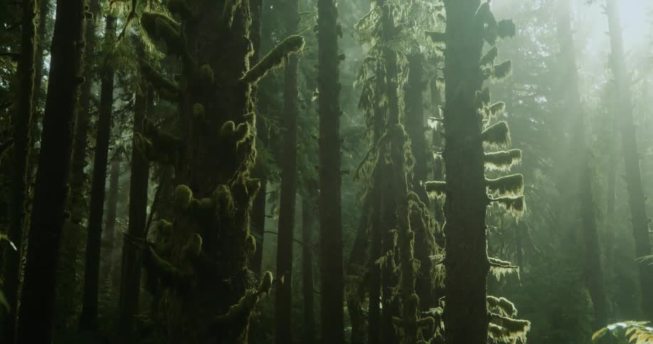 Moss grows on trees in the woods as the sun shines brightly through a foggy sky