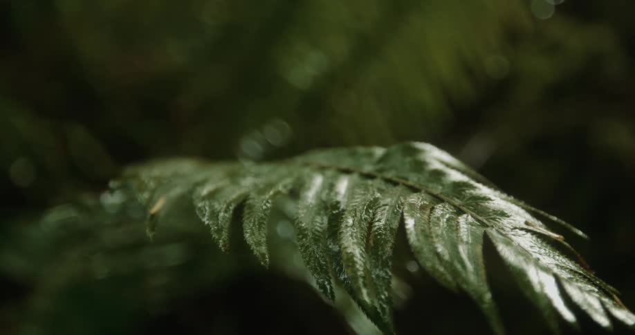 The sun shines on the green leaves of a plant moving in the breeze