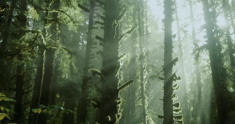 Moss grows on trees in the woods as the sun shines brightly through a foggy sky