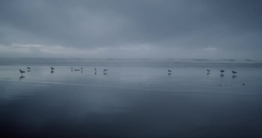 Horizon shot of overcast beach with seagulls standing in the water
