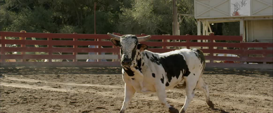 A bull roams in a pen