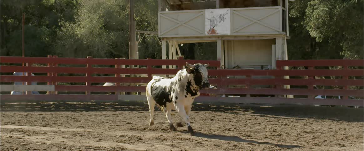 A black and white bull is running in the rink