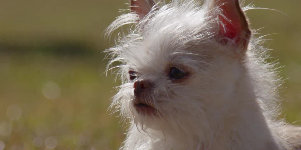 A small dog sits outside on a sunny day