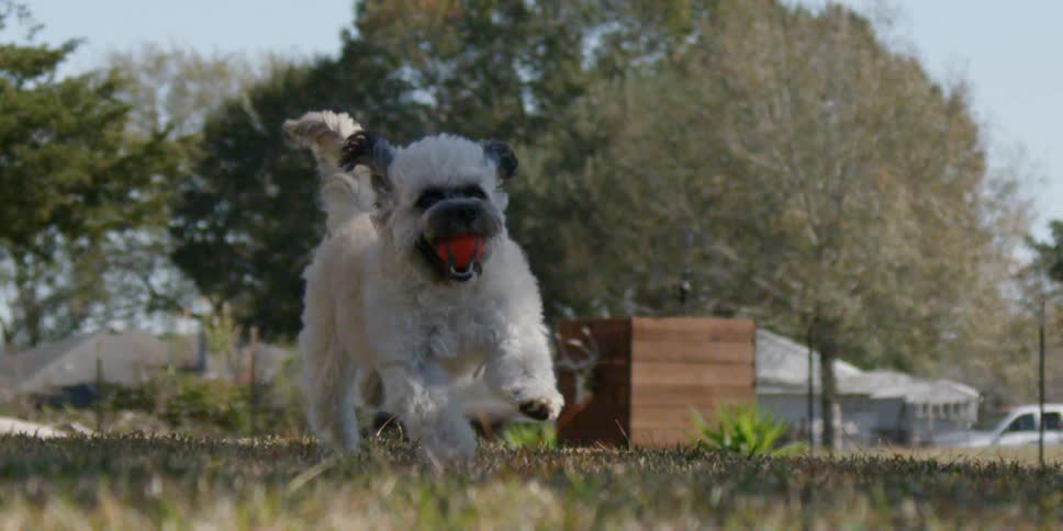 A dog is running with a ball in its mouth outside on a sunny day
