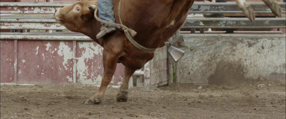 A cowboy is riding a bull in a rodeo in daylight