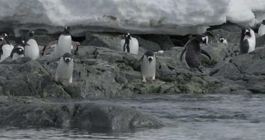 Penguins walk down rocky shoreline and jump into the ocean