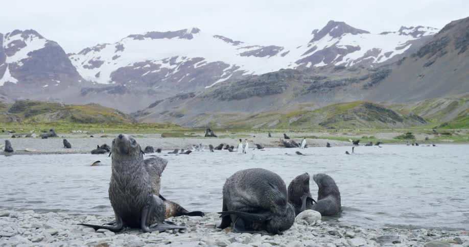 A group of seals on a shore