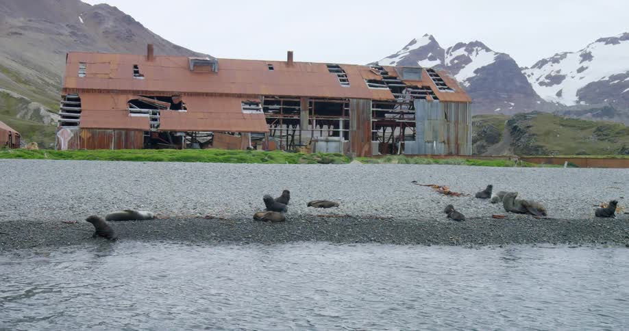 Seals lounge on a beach in front of a ruined warehouse building
