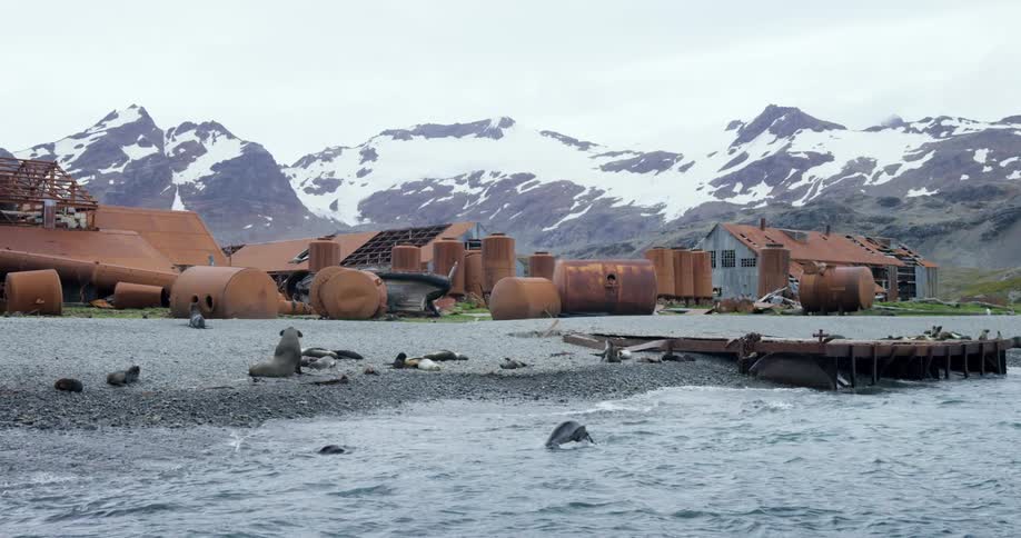 Rusted tanks and derelict buildings sit near a shore where seals play