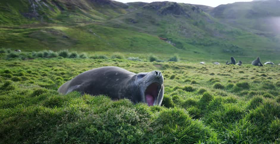 A seal resting on land yawns