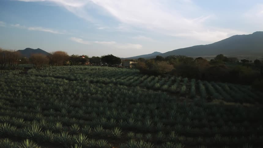Aerial view of agave crops on a field next to the mountains in Mexico