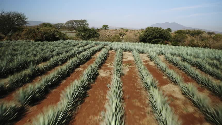 Rows of agave plants growing on a distillery field