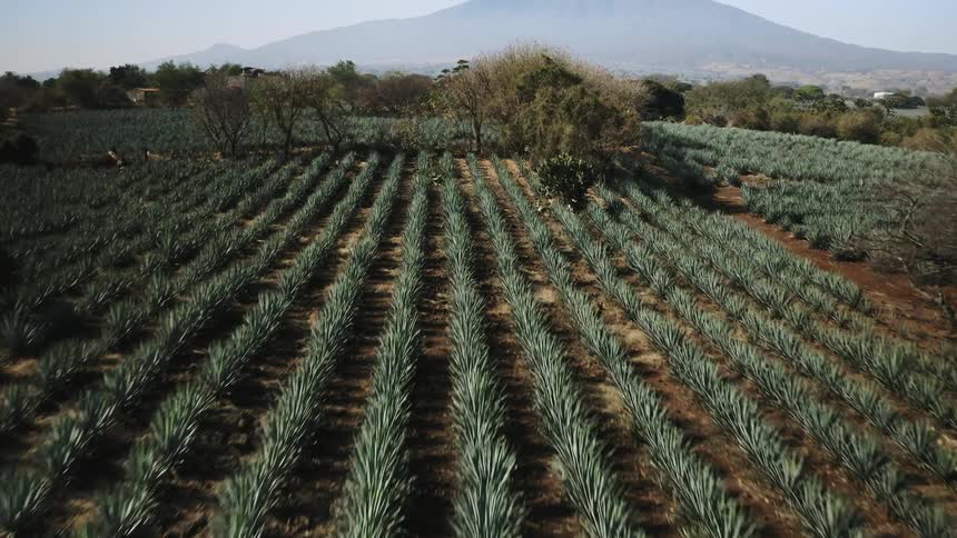 A tequila distillery agave field at day time in Mexico