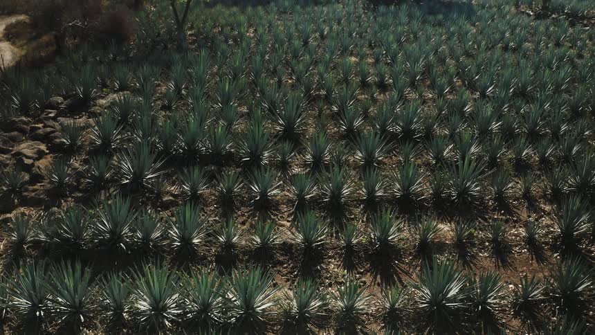 Aerial view of rows of agave plants growing on a field at daytime
