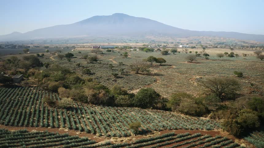 Aerial view of rows of agave growing on a field at daytime next to the mountains