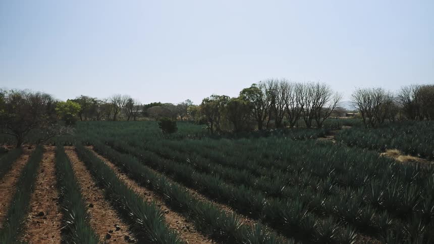 Slow aerial view of crops in an agave field