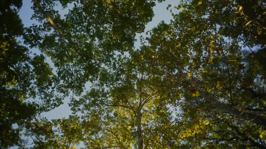 The camera twists as it captures a canopy of branches and leafs