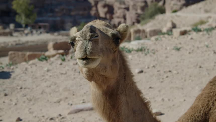 Curious baby camel looking around