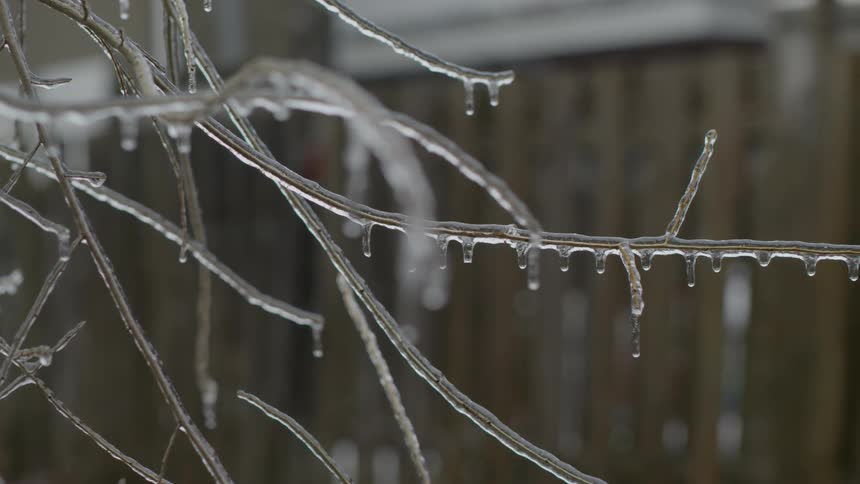 Ice coats leafless twigs allowing glimpses of the plant with a building in the background