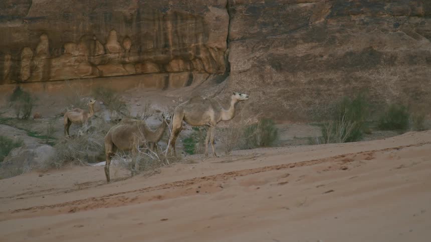 A bunch of camels stand still in a sandy outdoor environment near some rock walls and bushes