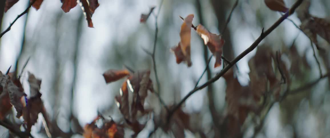 Leaves hang from the branches of a tree
