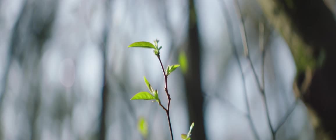 A plant in the sunlight with trees in the background