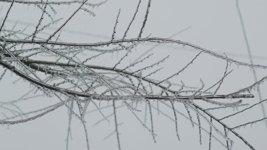 Ice covered the branches of a neighborhood tree under a white winter sky