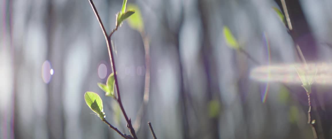 Small leaves sprouts from a branch in the morning