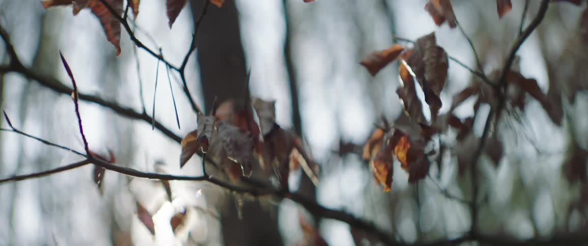 The leaves are dying on the tree