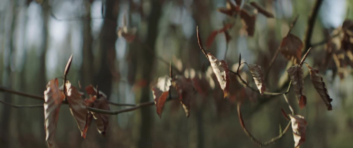 Dried leaves on tree branch