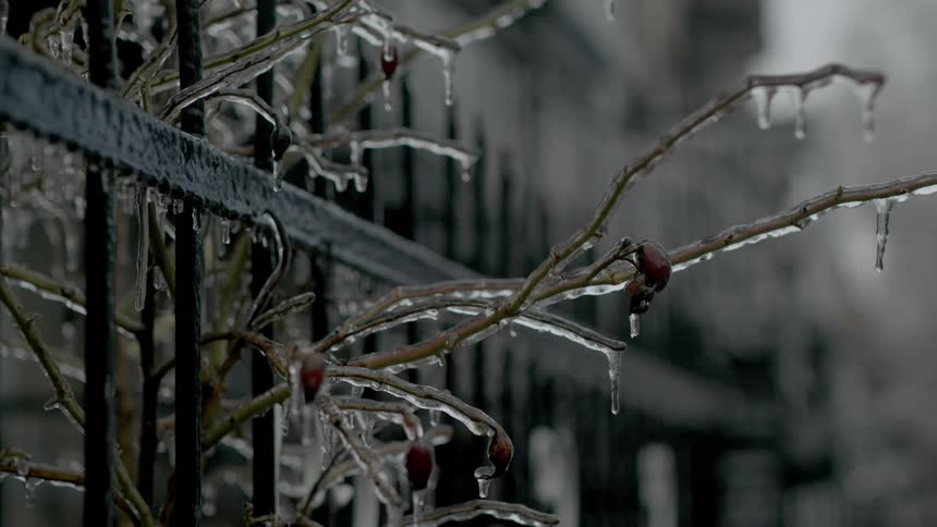 Close up of icicles on the frozen branches of a bush near an iron fence