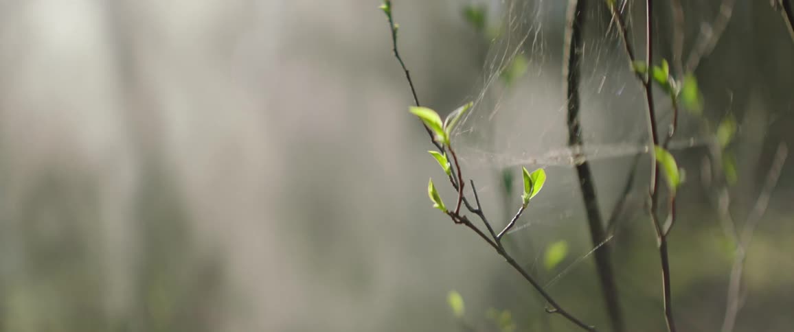 A spiderweb covers a branch on a tree with smoke floating in the distance