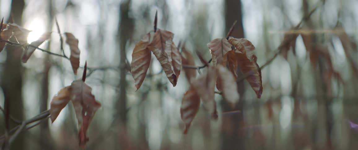 Dry leaves hanging on branch in the forest