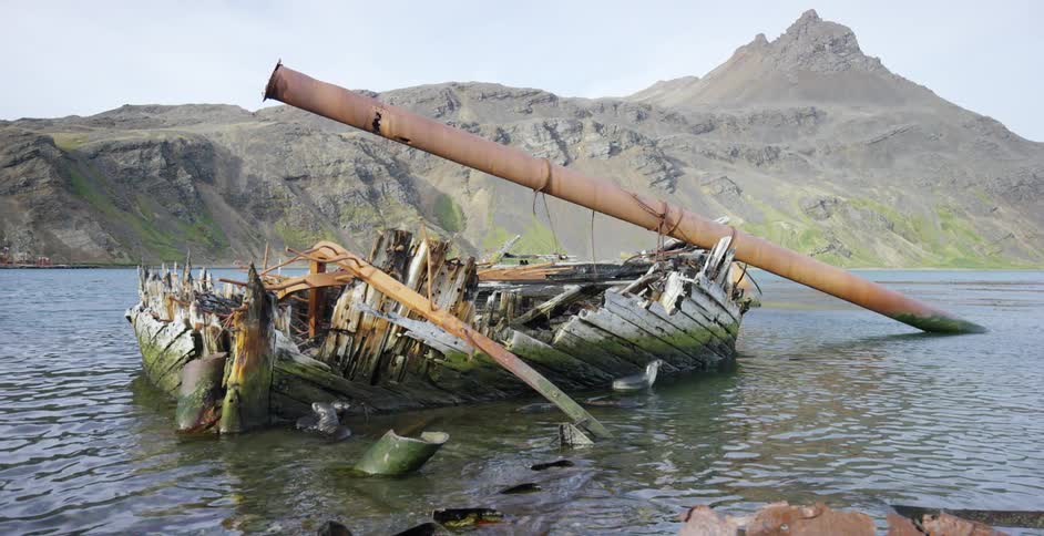 Seals play near a ruined wood hull and a large mast sitting in the water