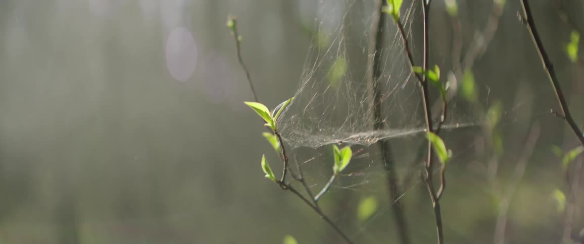A spiders web spun between the small thing branches of a plant