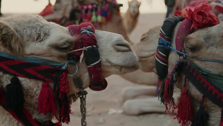 A couple of camels interact with each other as they relax in the shade