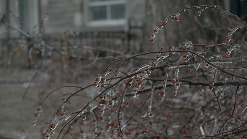 Thin branches covered in ice on a bush in front of a house on a winter day