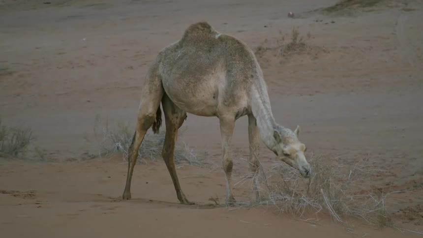 A camel chews on dried grass in the desert