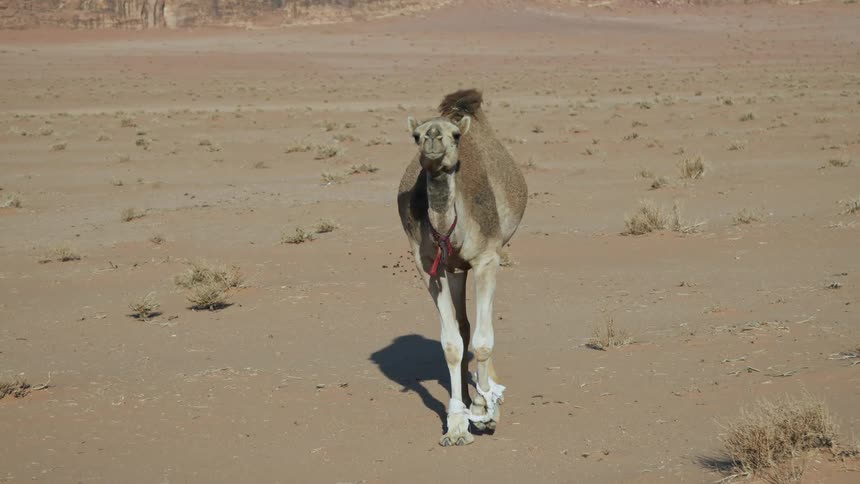 A camel with its front legs bound together slowly walks towards the camera in the desert