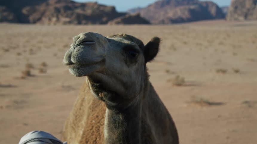 Camel looking around in the desert