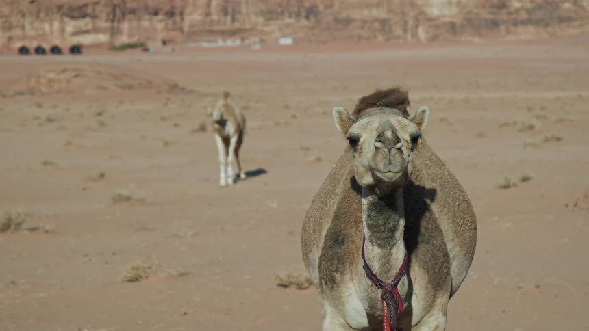The view is of the desert and there are camels outside