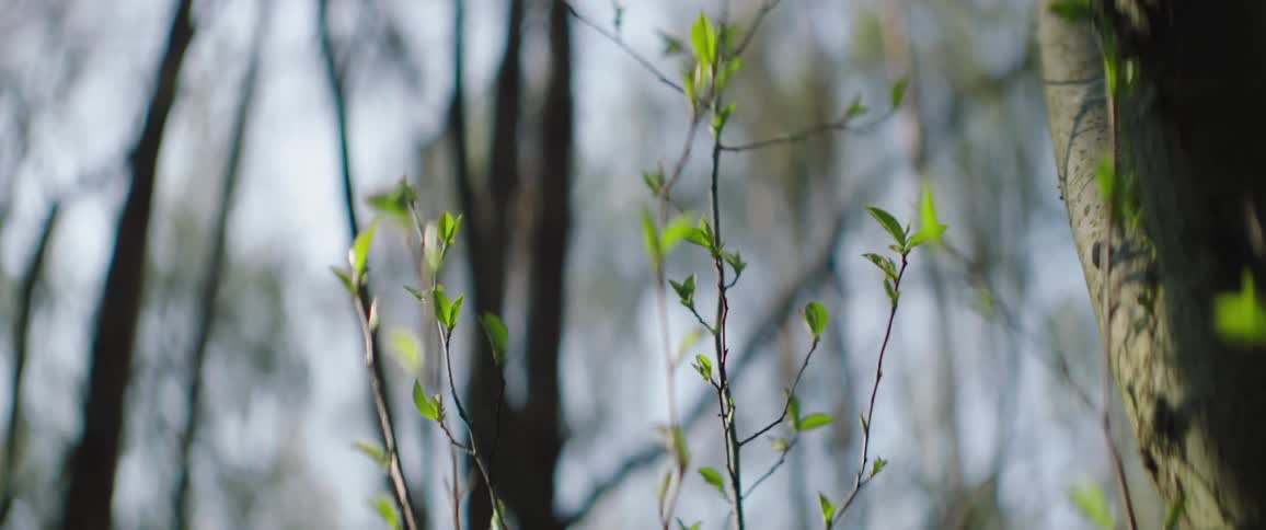 Buds on a tree in a forest