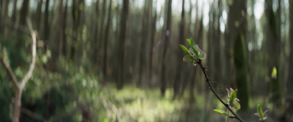 Close view of budding leaves on branch in forest