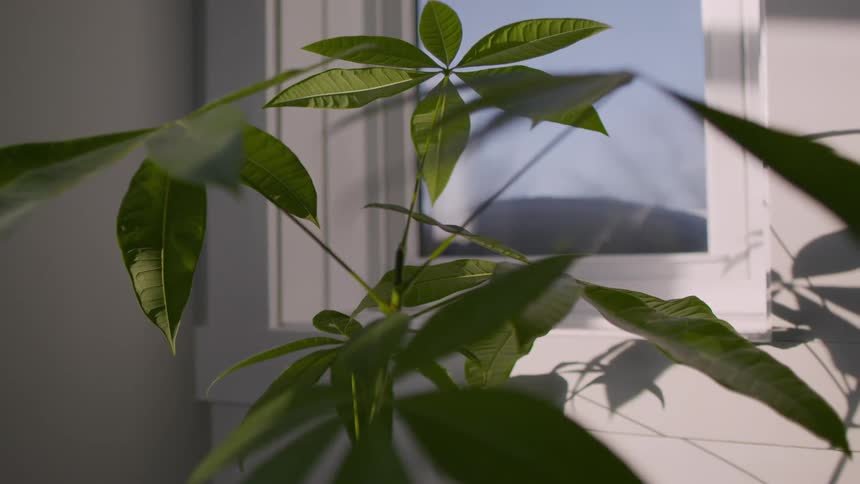 Close up of the green leafs of an indoors house plants next to a window