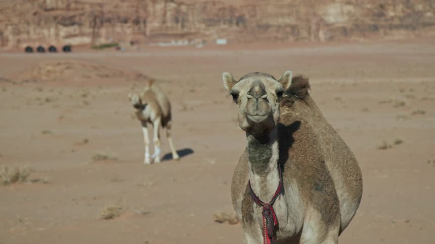 A camel standing in the desert with a red ribbon around its neck as another camel walks up behind it