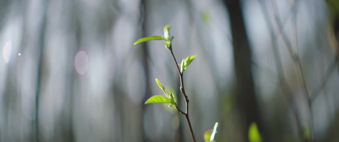 Small plant with green leaves in forest