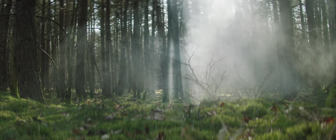 Fog rolls through the woods