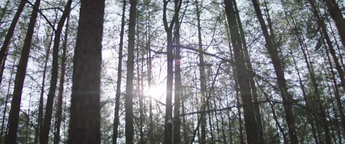 The sun shines down on a forest